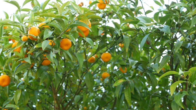 Fruit Tree Planting in Honolulu, HI