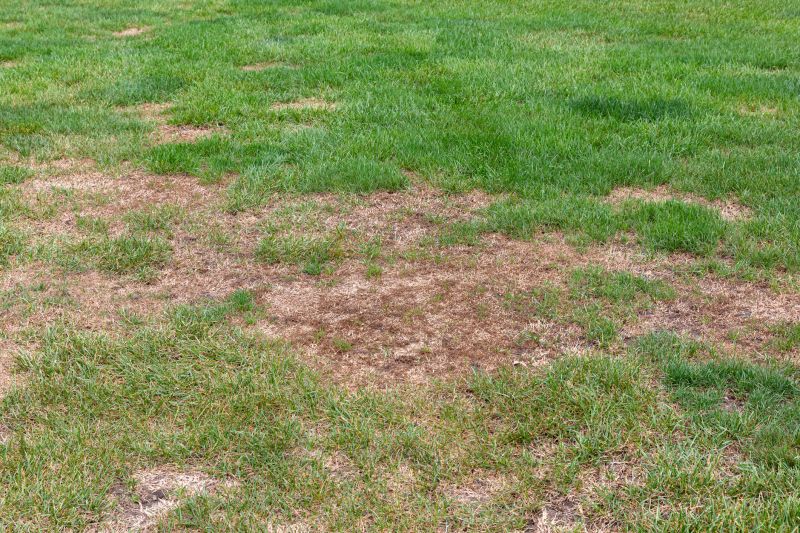 Grass Repair in Honolulu, HI