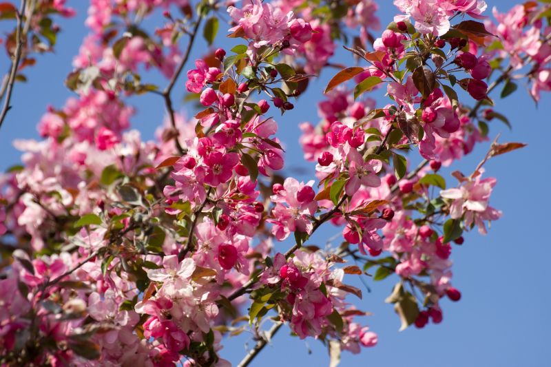 Japanese Cherry Tree Planting in Ventura County, CA