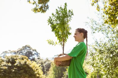Magnolia Tree Planting in Ventura County, CA