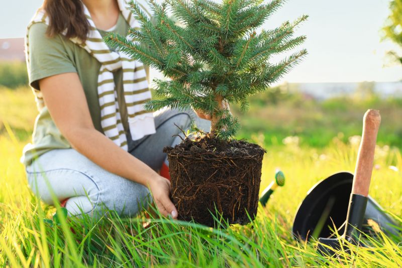 Pine Tree Planting in Honolulu, HI
