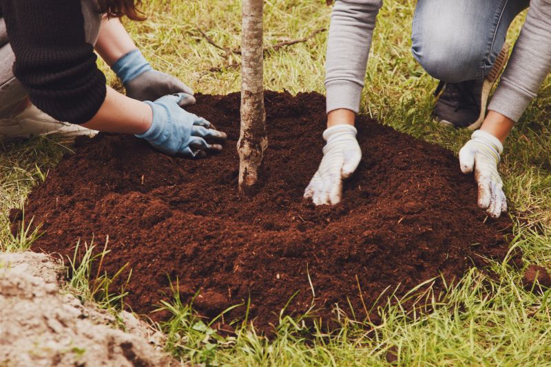 Pine Tree Planting in Ventura County, CA