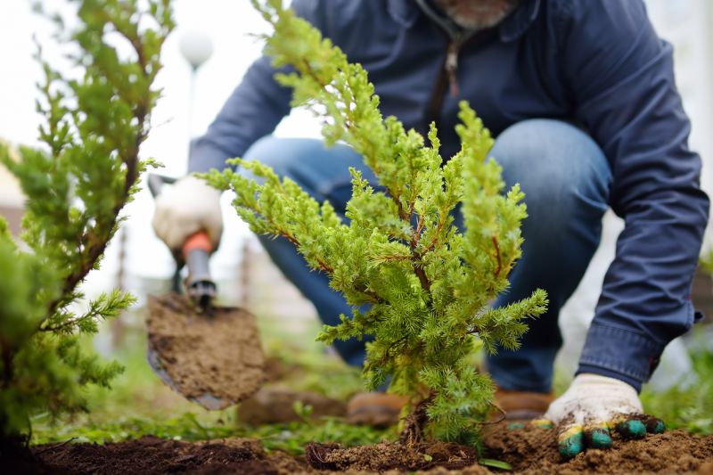 Shrub Replacement in Ventura County, CA